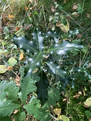 Ilex