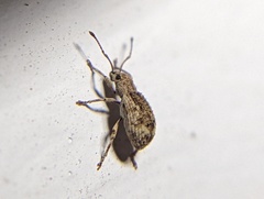 Pseudoedophrys hilleri