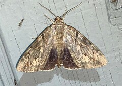 Catocala agrippina