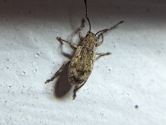Pseudoedophrys hilleri