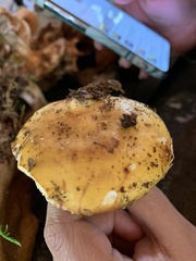 Russula ochroleuca
