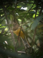 Trogon rufus