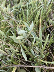 Atriplex