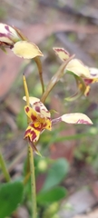 Diuris