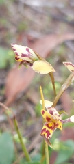 Diuris