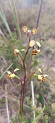 Diuris
