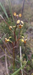 Diuris