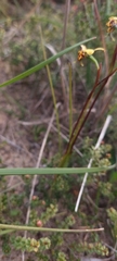 Diuris