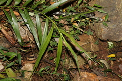 Flagellaria indica