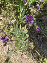 Medicago sativa