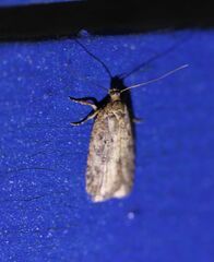 Agonopterix