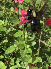 Xylocopa