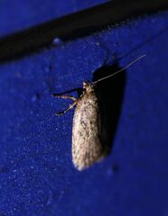 Agonopterix