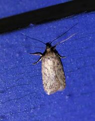 Agonopterix