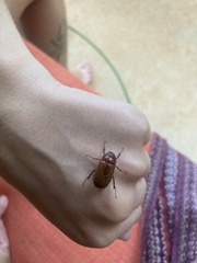 Phyllophaga