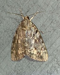 Catocala agrippina