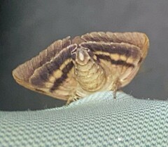 Catocala agrippina