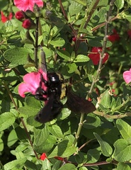 Xylocopa