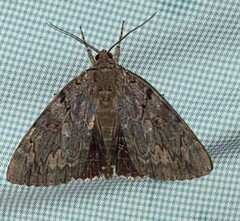 Catocala agrippina