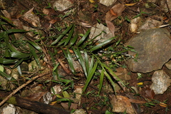 Flagellaria indica