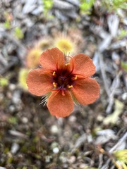 Drosera glanduligera