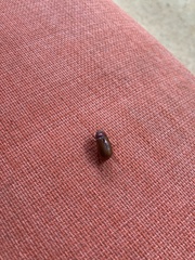 Phyllophaga