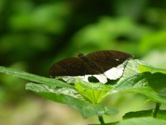 Tanaecia lepidea