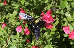 Xylocopa