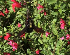 Xylocopa