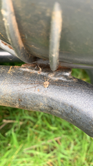 Dicranopalpus ramosus