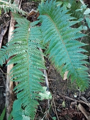 Polystichum aculeatum