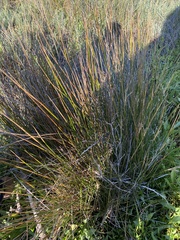 Juncus acutus