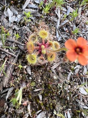 Drosera glanduligera