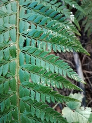 Polystichum aculeatum