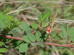 Indigofera hendecaphylla