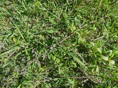 Indigofera hendecaphylla