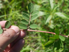 Indigofera hendecaphylla