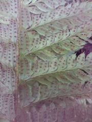 Polystichum aculeatum