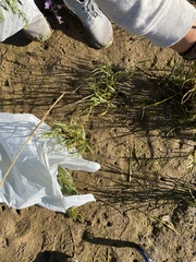 Eleocharis palustris