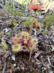 Drosera glanduligera
