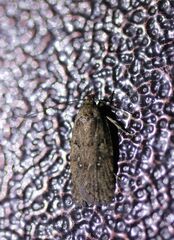 Agonopterix