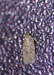 Agonopterix