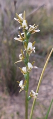 Prasophyllum occidentale