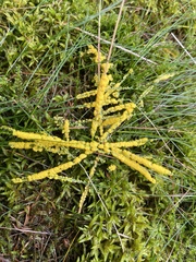 Fuligo septica