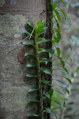 Freycinetia scandens