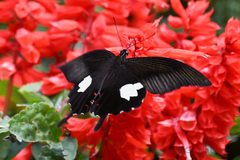 Papilio helenus