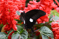 Papilio helenus