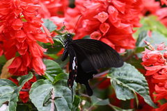 Papilio helenus