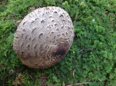Rhacodium