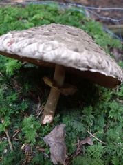 Rhacodium